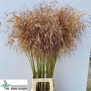 Siergras Stipa Gigantea