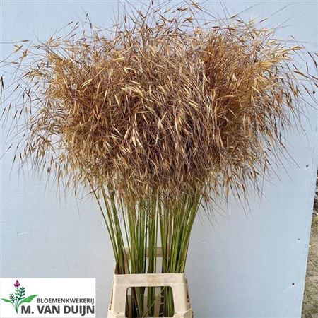 <h4>Siergras Stipa Gigantea</h4>