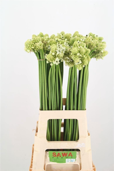 <h4>ORNIT SAUNDERSIAE</h4>