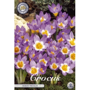Crocus Sieberi Tricolor X10
