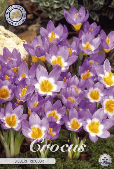 <h4>Crocus Sieberi Tricolor X10</h4>