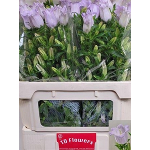 Camp M Champion Lavendel