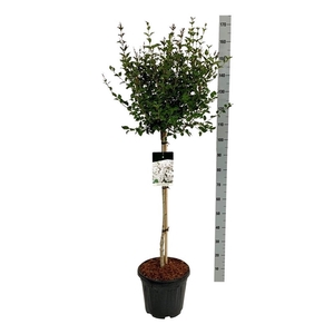 Syringa 'Flowerfesta' ® White