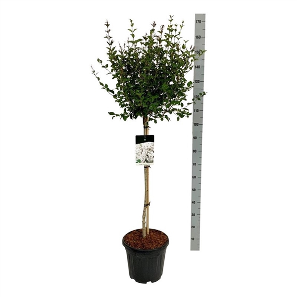 <h4>Syringa 'Flowerfesta' ® White</h4>