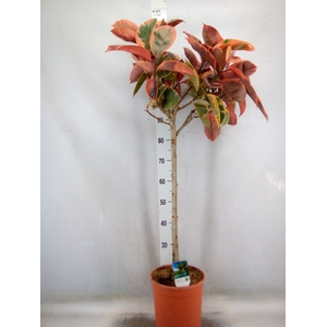 Ficus   ...