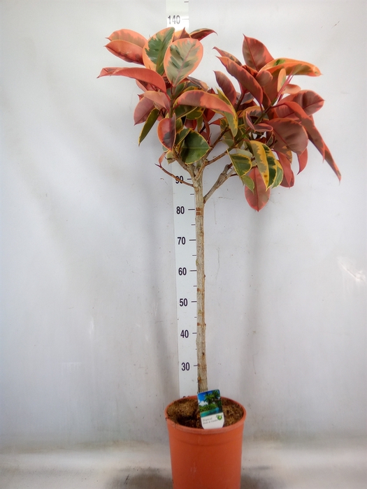 <h4>Ficus   ...</h4>