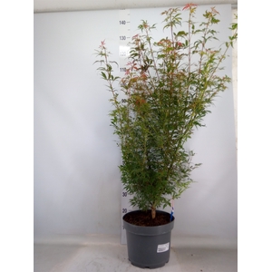 Acer palmatum 'Jerre Schwartz'