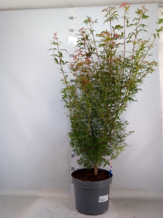 <h4>Acer palmatum 'Jerre Schwartz'</h4>