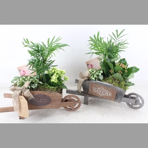 arr2 TD - Houten kruiwagen - roze/wit