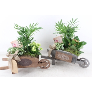 arr2 TD - Houten kruiwagen - roze/wit