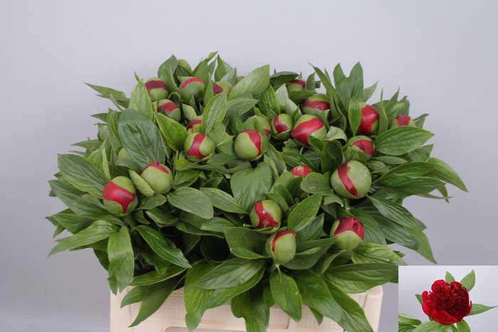 <h4>PAEO RED CHARM</h4>