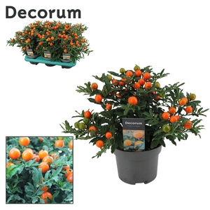 Solanum Pseudocapsicum P13 Decorum