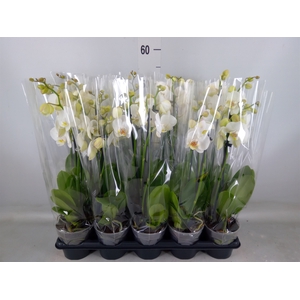 Phalaenopsis   ...white