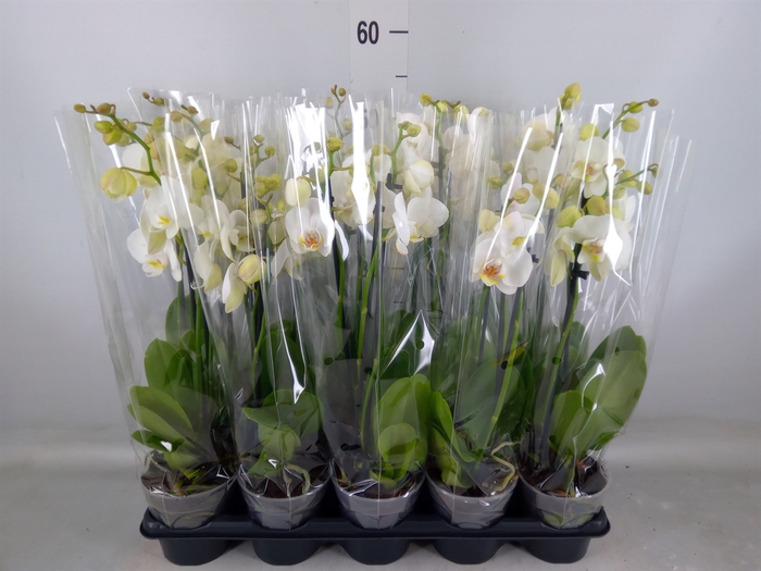 <h4>Phalaenopsis   ...white</h4>
