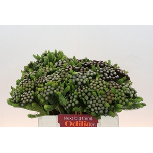 Kaaps Groen Albiflora