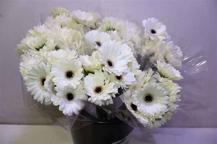 <h4>Ge Mi Lido X10</h4>