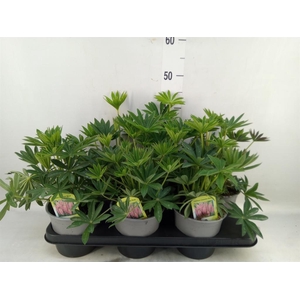 Lupinus polyp. 'Lupini Red Shades'