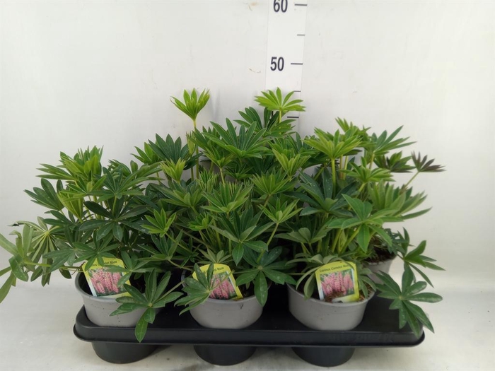 <h4>Lupinus polyp. 'Lupini Red Shades'</h4>