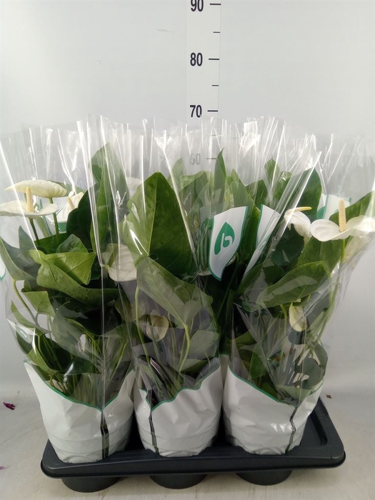 <h4>Anthurium andr. 'Alaska'</h4>