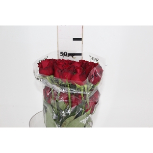 ROSA SAMOURAI 050 CM ESTUFA