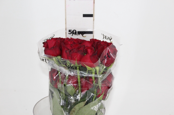 <h4>ROSA SAMOURAI 050 CM ESTUFA</h4>
