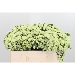 Limonium St Crystal Yellow