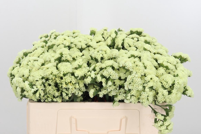 <h4>Limonium St Crystal Yellow</h4>