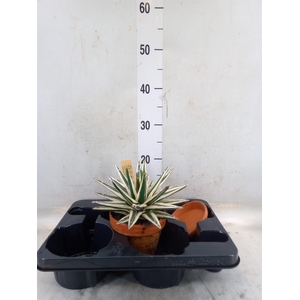 Agave victoriae-reginae