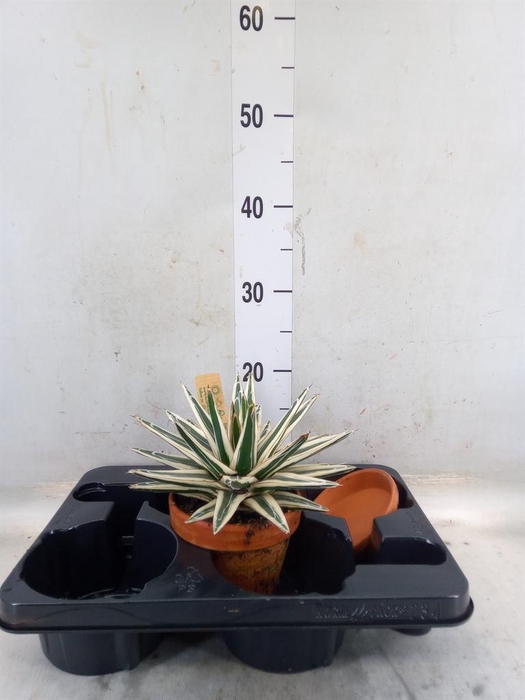 <h4>Agave victoriae-reginae</h4>