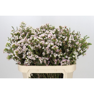 Chamelaucium Moonlight Delight