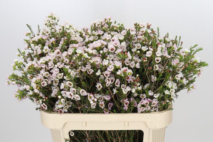 <h4>Chamelaucium Moonlight Delight</h4>
