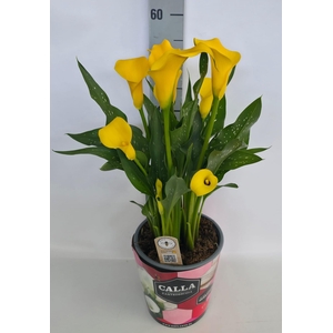 Zantedeschia 19cm potcover Blauw - Sunclub
