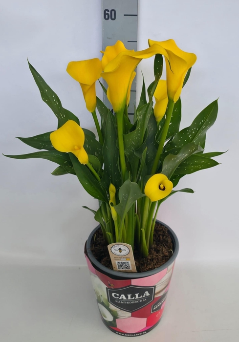 <h4>Zantedeschia 19cm potcover Blauw - Sunclub</h4>
