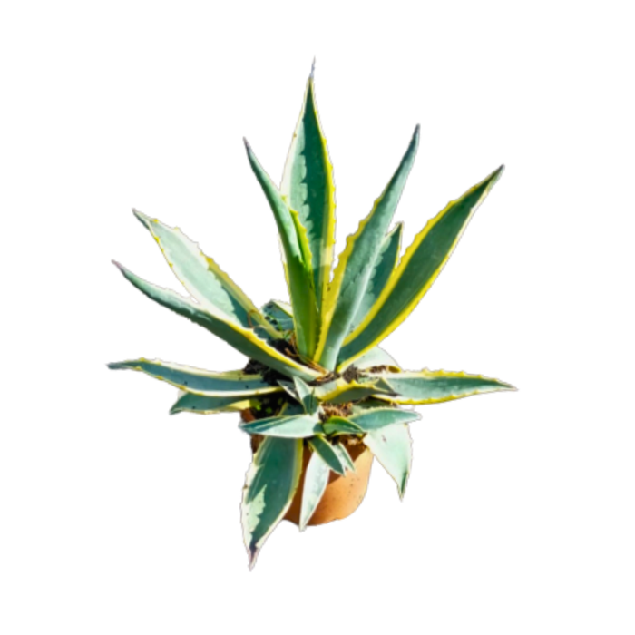 <h4>Agave americana</h4>