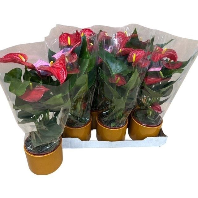 <h4>ANTHU AN BAMBINO RED</h4>