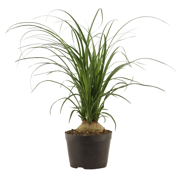 <h4>Beaucarnea bol 14 cm</h4>