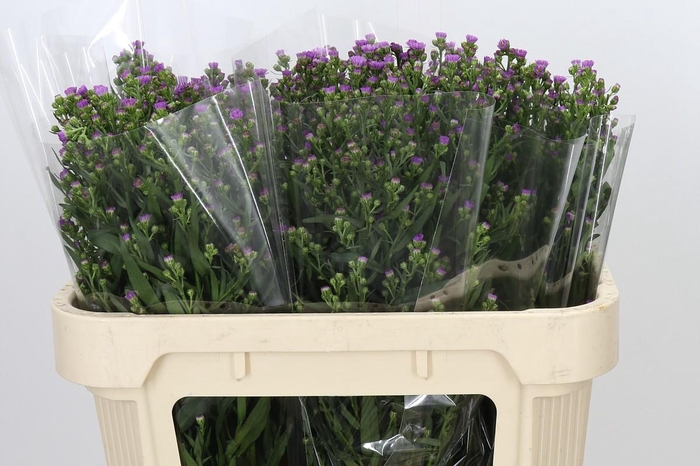 <h4>Aster Painted Lady</h4>