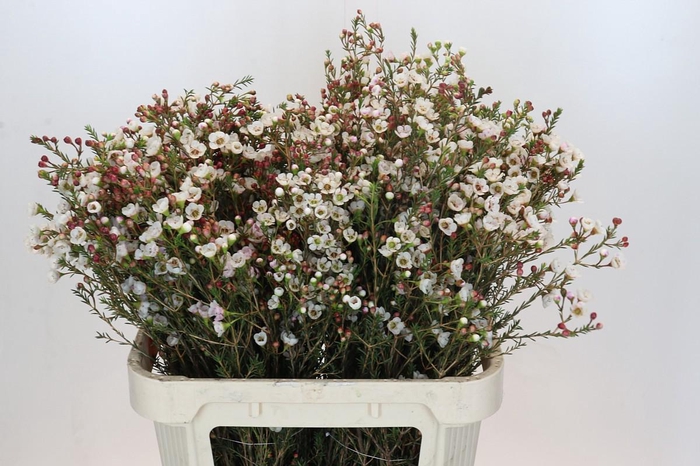 Chamelaucium Moonlight Delight