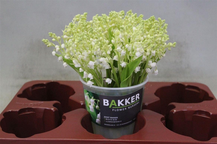 <h4>Convallaria P St</h4>