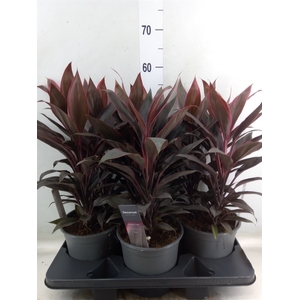 Cordyline fruti. 'Tango'