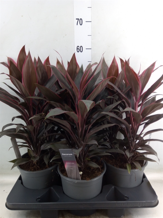 <h4>Cordyline fruti. 'Tango'</h4>