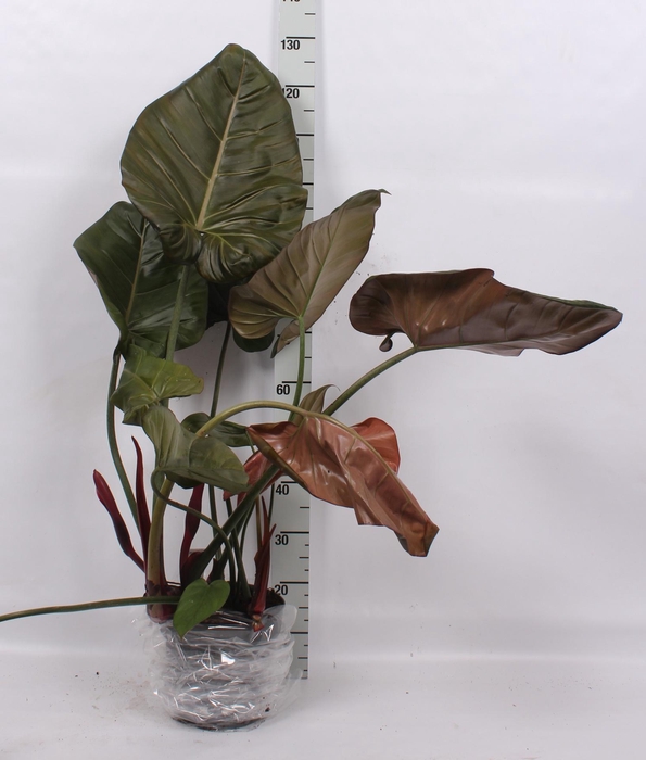 <h4>PHIL OVERIG</h4>