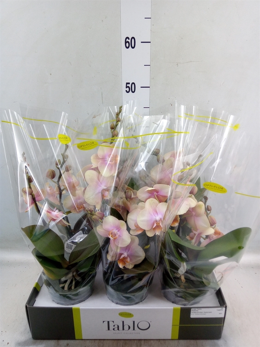 <h4>Phalaenopsis   ...yellow</h4>