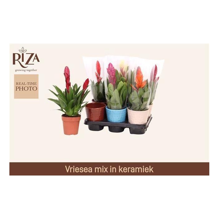 <h4>VRIES GEM 5 SRT</h4>