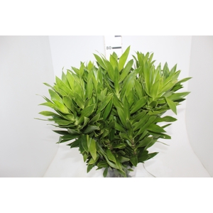 FOLHAGEM DRACENA PLEOMELE VERDE
