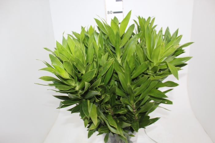FOLHAGEM DRACENA PLEOMELE VERDE