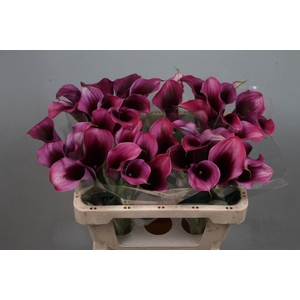 CALLA AKELA ZANT AKELA