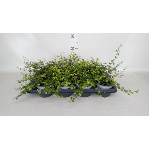 Muehlenbeckia com. 'Mao'ri'