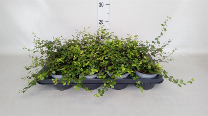 <h4>Muehlenbeckia com. 'Mao'ri'</h4>
