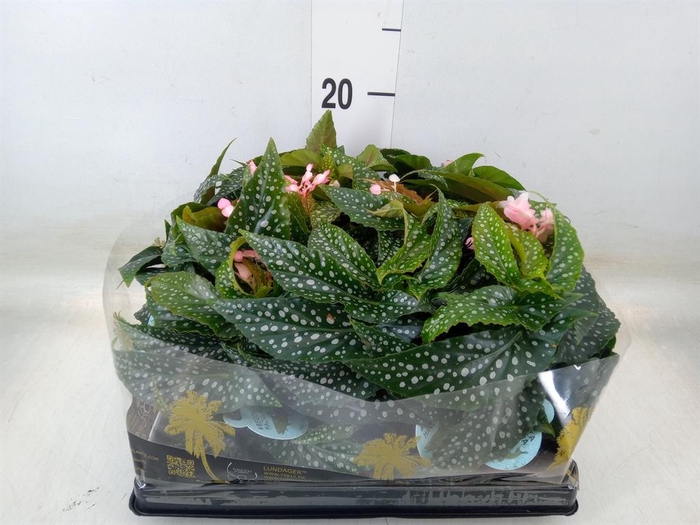 <h4>Begonia ...</h4>